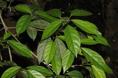 Cleidion javanicum